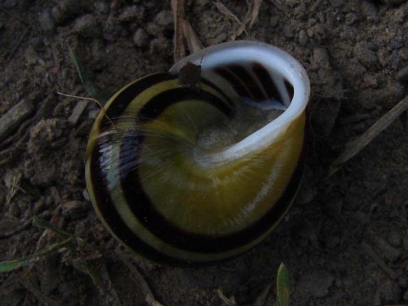 sla_witgerande_tuinslak_1