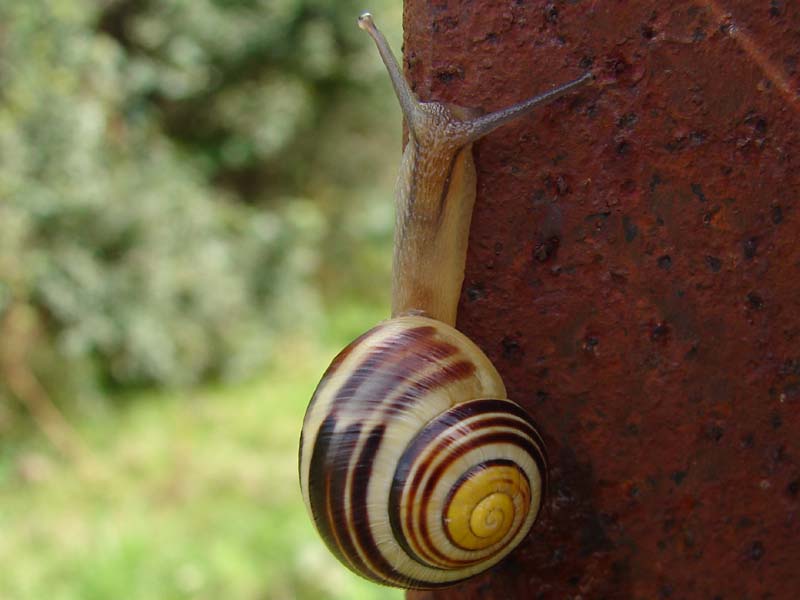 sla_witgerande_tuinslak_2