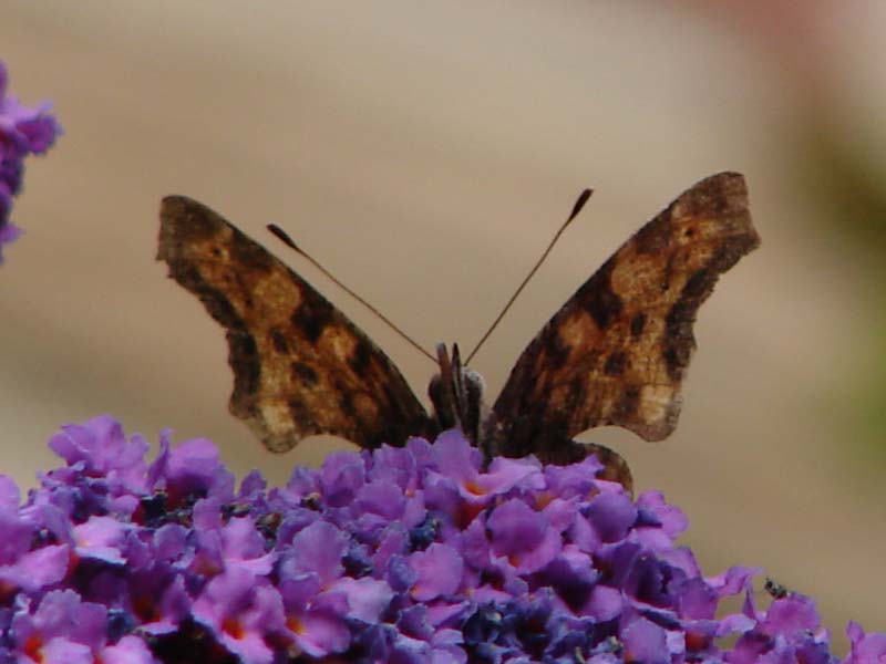 vli_gehakkelde_aurelia_1