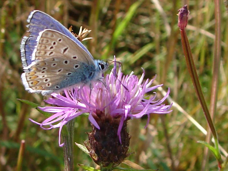 vli_icarusblauwtje_1