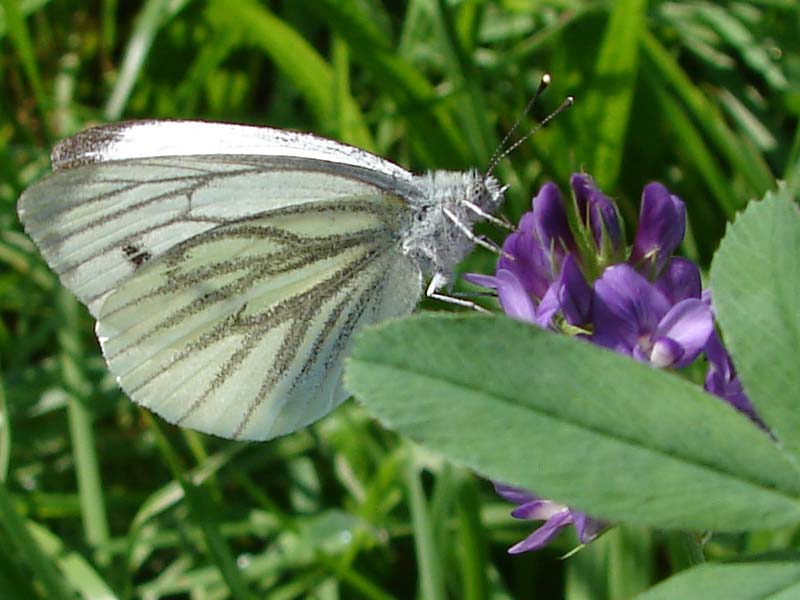 vli_klein_geaderd_witje_1