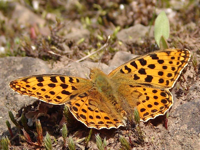 vli_kleine_parelmoervlinder_1