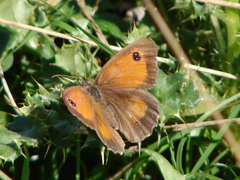 vli_oranje_zandoog_1