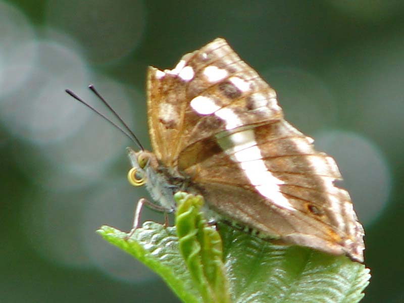 vli_weerschijnvlinder_1