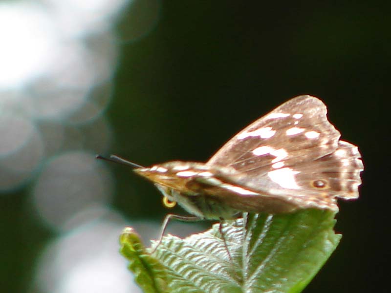 vli_weerschijnvlinder_2