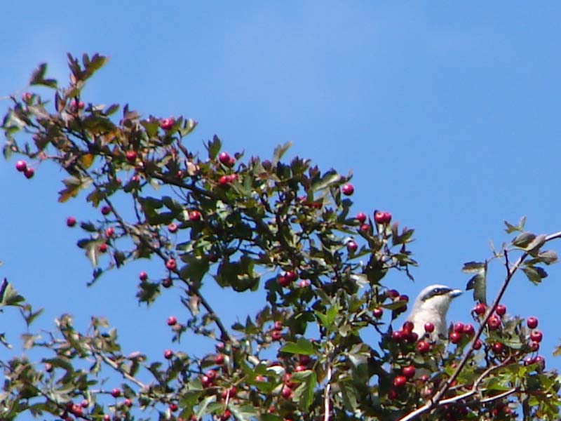 vog_grauwe_klauwier_1