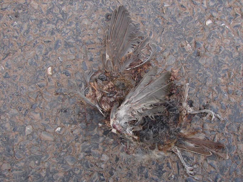 vog_grauwe_klauwier_2