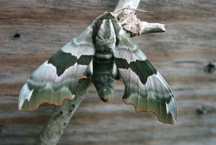 Lindepijlstaart (Mimas tiliae) 4 juni 2003 Voornes Duin