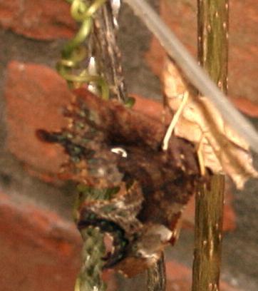 Gehakkelde Aurelia; 1 sep 2001; net uit de pop