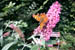 Gehakkelde Aurelia (Polygonia C-album);23 september 2001; Meppel (21-16-44)