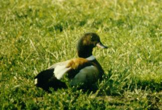 Bergeend x ?  (Foto: Lieuwe Dijksen)