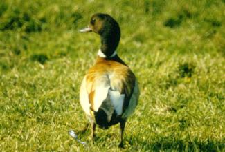 Bergeend x ?  (Foto: Lieuwe Dijksen)