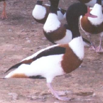 Bergeend; afbeelding afkomstig van http://home.att.net/~gbwfgallery/shelduck/index.html