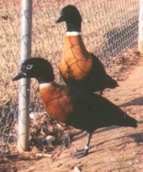 Australische Bergeend; afbeelding afkomstig van http://home.att.net/~gbwfgallery/shelduck/index.html