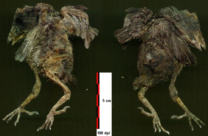 Scan van doodgereden (plat) jong mereltje