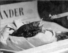 Plaatje uit Broednieuws No 8