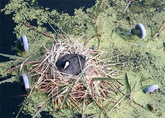 Broedende Meerkoet op winkelwangentje; Hellevoetsluis 2003