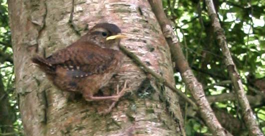 Jonge Winterkoning; Voornes duin 2003